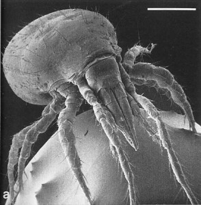 Dust mite on head of pin