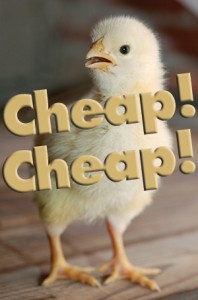 Image of chick going Cheap! Cheap!